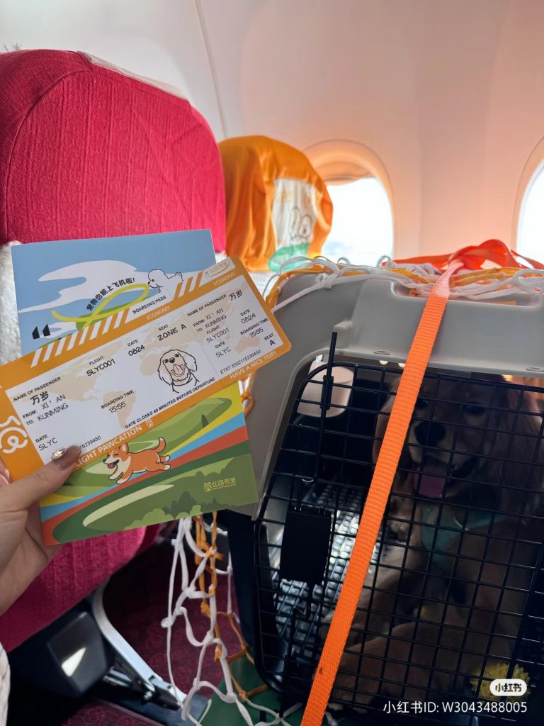 animali domestici in viaggio
